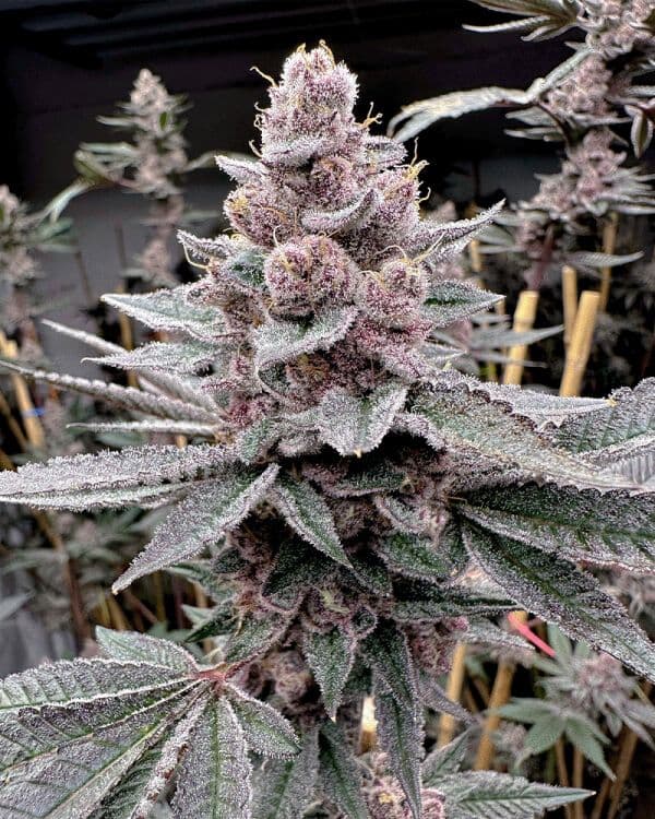 Miami Madness Feminized Seeds