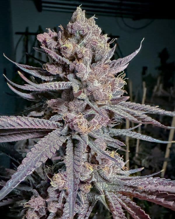 Ripe Feminized Seeds
