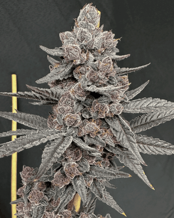 Sinferno Feminized Seeds