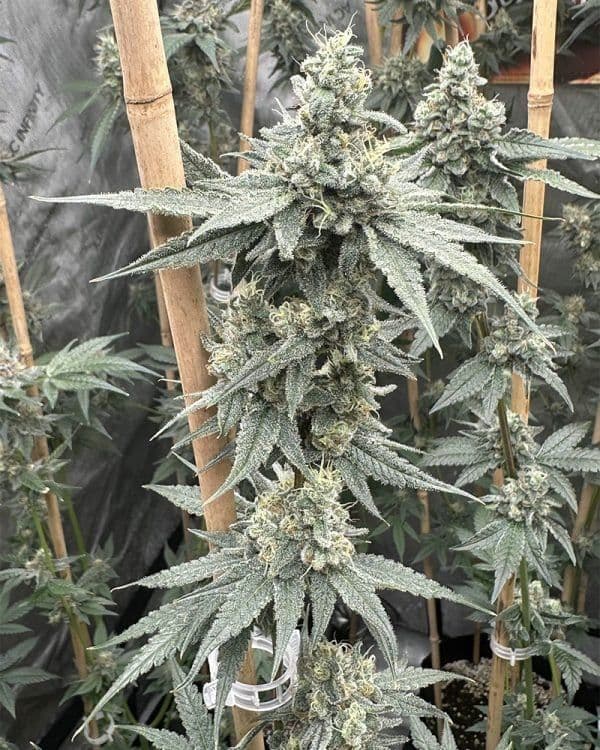 Sundae Supper Feminized Seeds