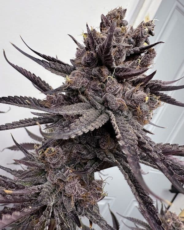 Trap God Feminized Seeds
