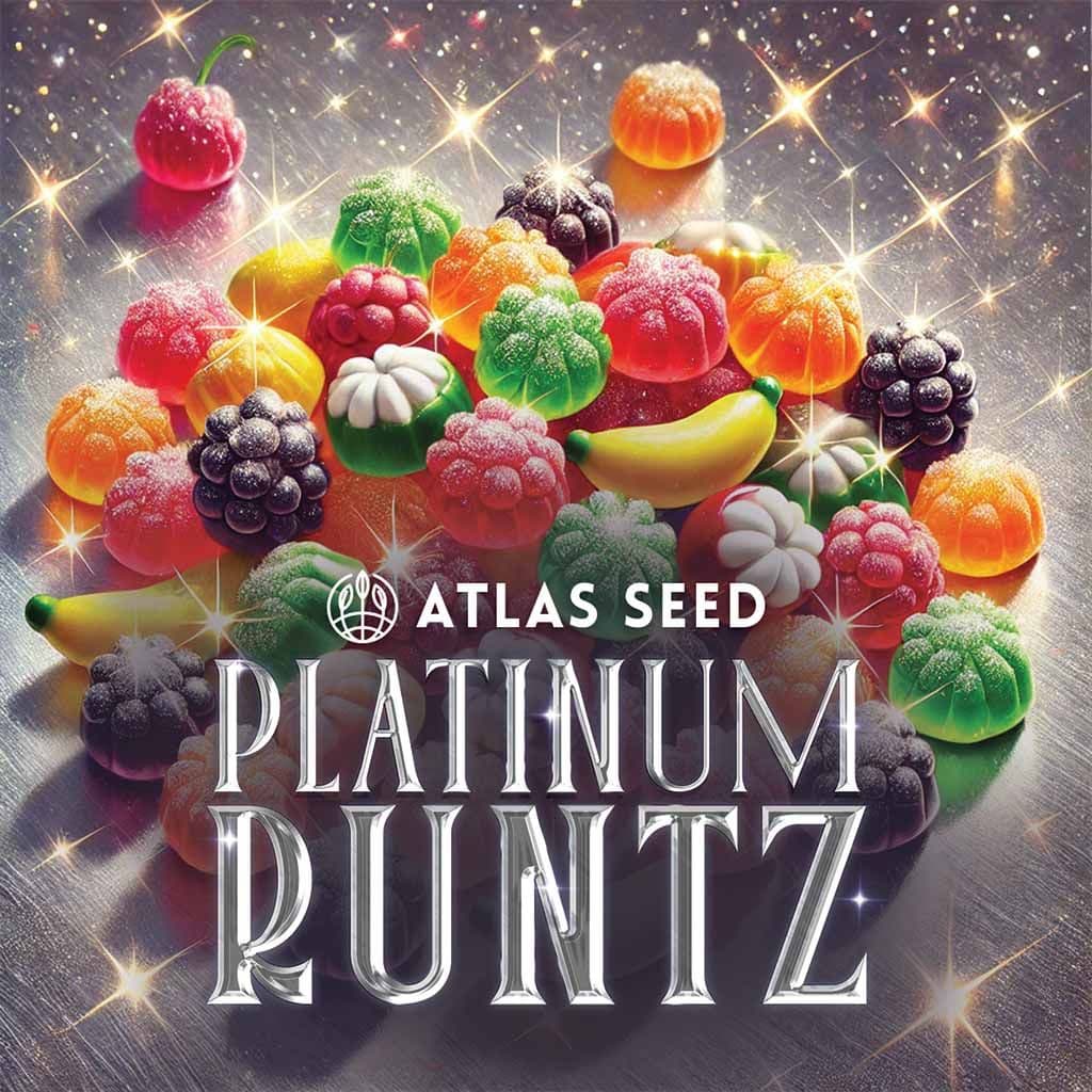 Platinum Runtz Feminized Seeds
