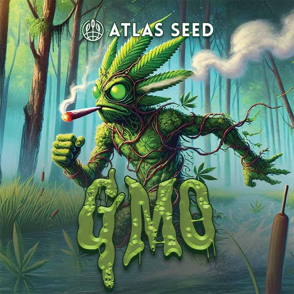 GMO Auto Feminized Seeds