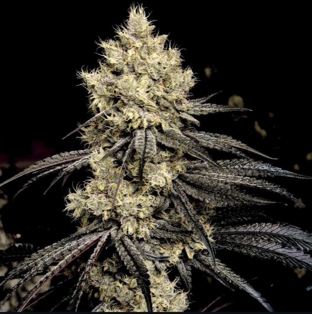 Pillows R1 Feminized Seeds