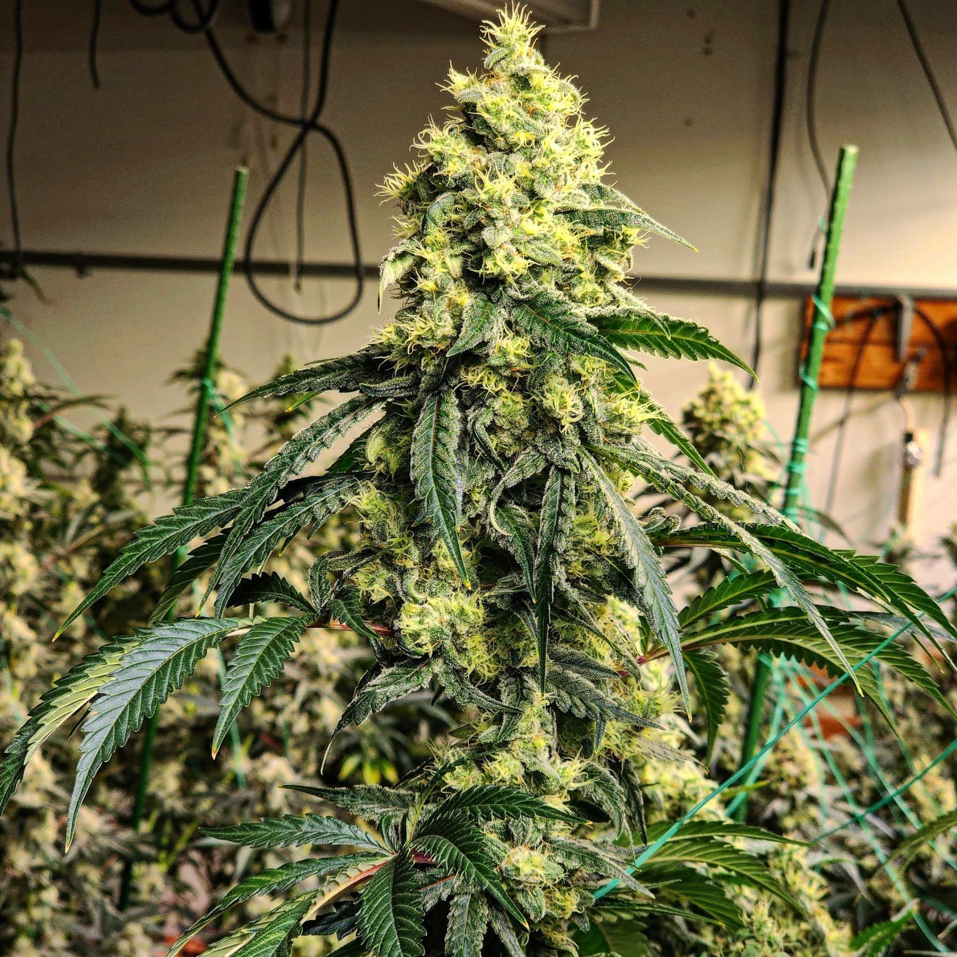 Sour G R1 Feminized Seeds