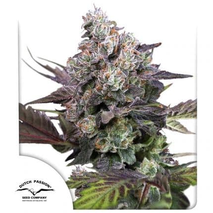Candy Bubatz XL Feminized Seeds