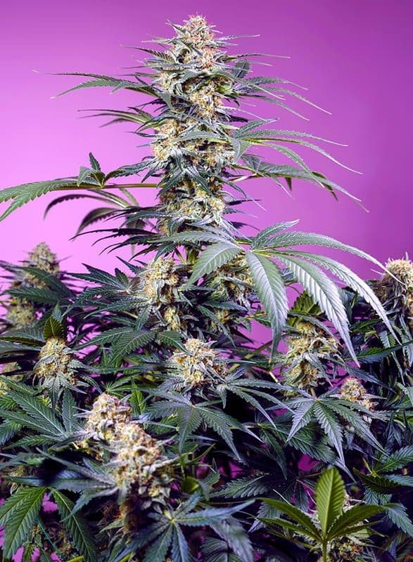 Monster Maker Feminized Seeds