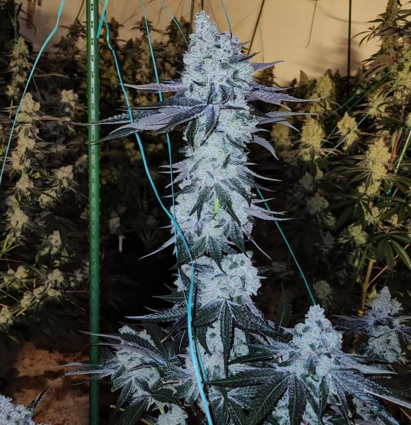All The Sauces R1 Feminized Seeds