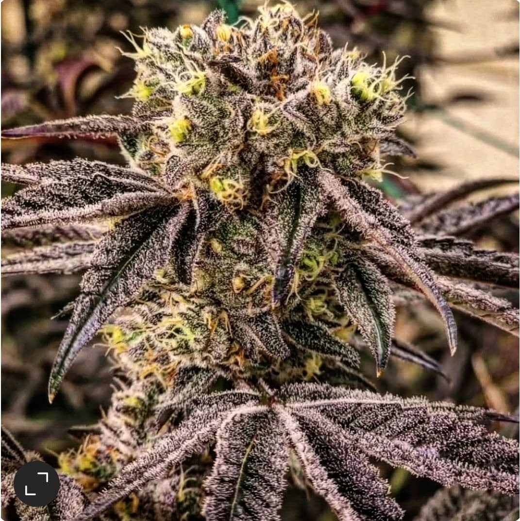 M.C. Nuggets R1 Feminized Seeds