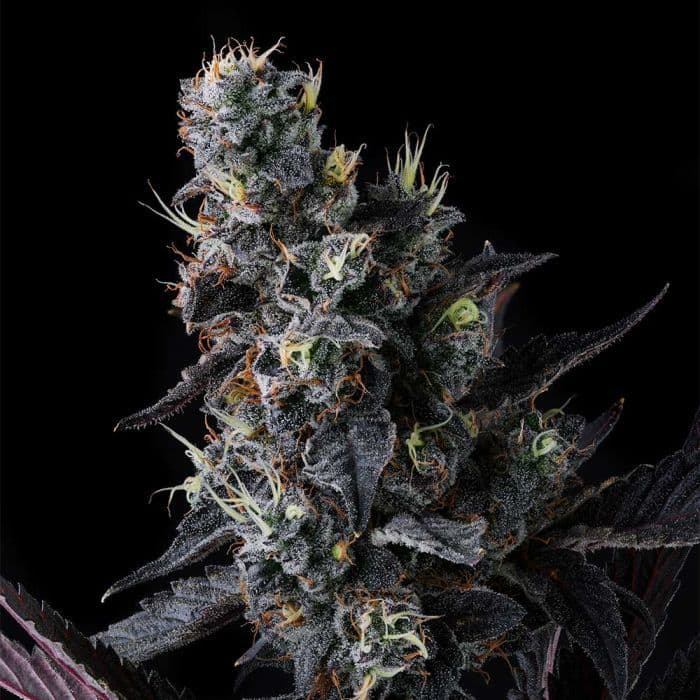 Giggin' Grapes Feminized Seeds