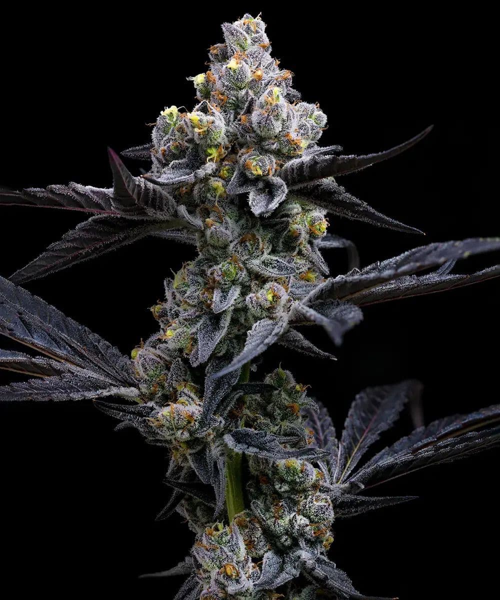Garlic Cookies Feminized Seeds