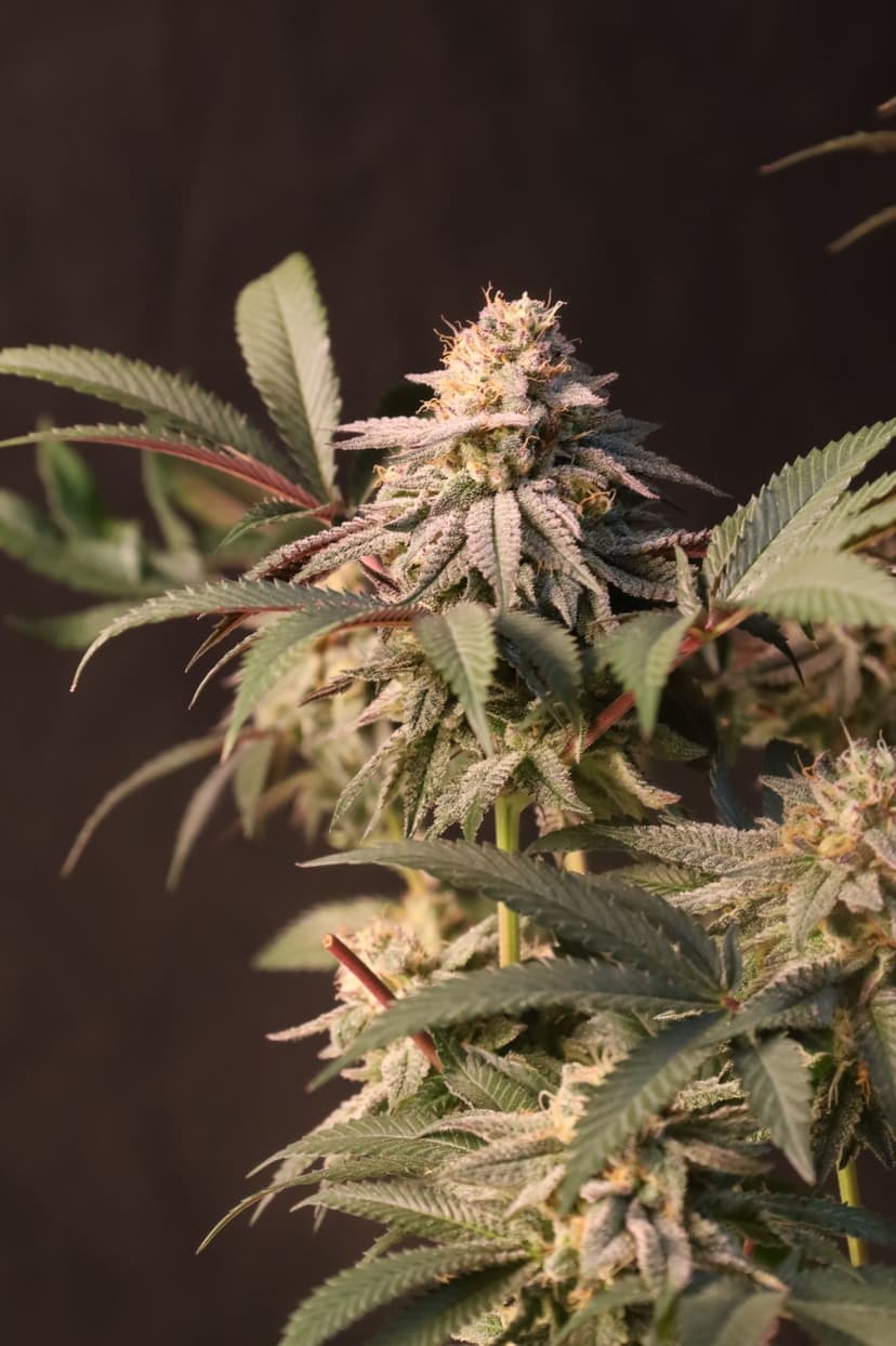 Lemon Cherry Runtz Feminized Seeds