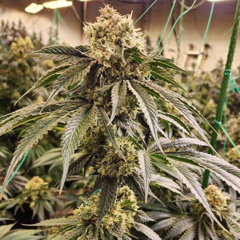 Dirty Banana Gen 1 Fast Feminized Seeds