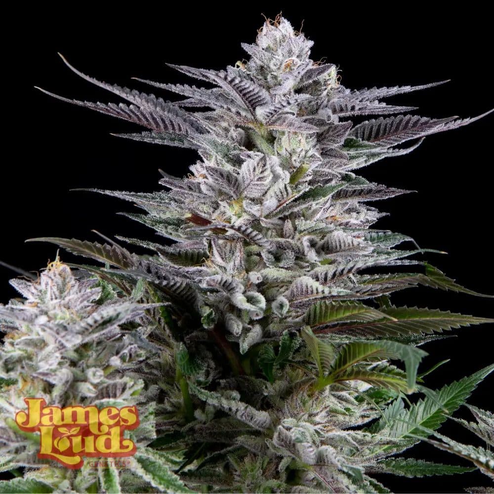 Gee Zee Feminized Seeds