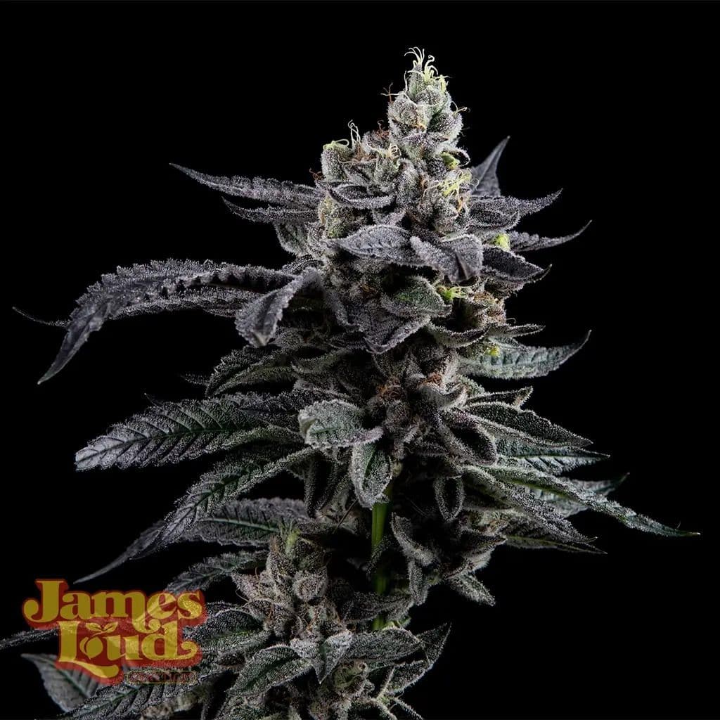 Feel The Rainbow Feminized Seeds
