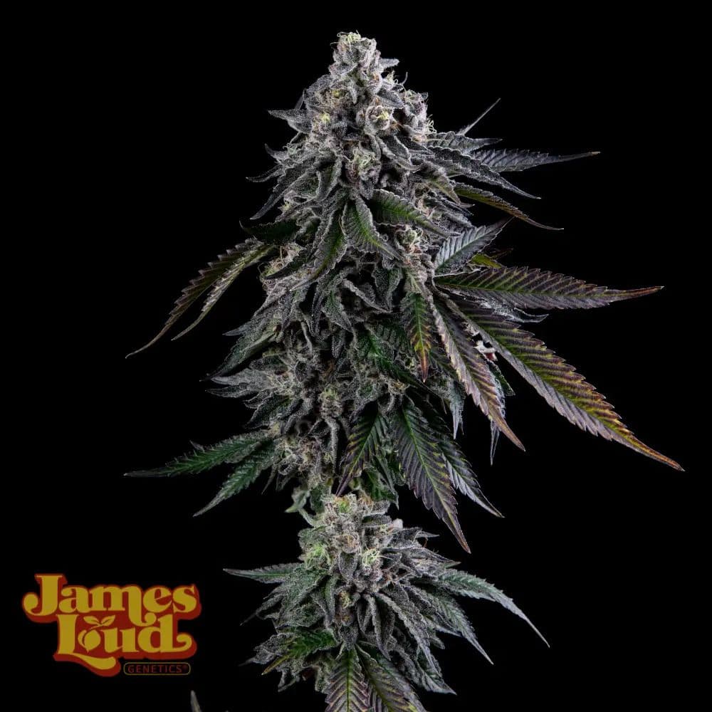 Dripz Feminized Seeds