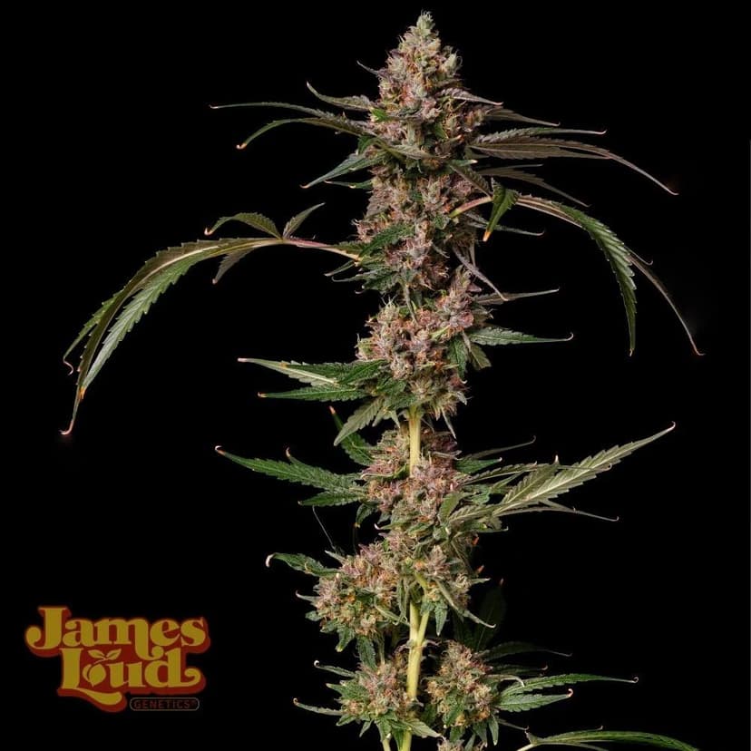 Banana Punch Gelato Auto Feminized Seeds