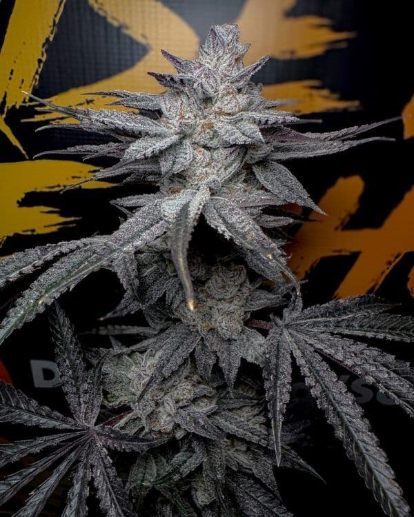 Rubicite Feminized Seeds