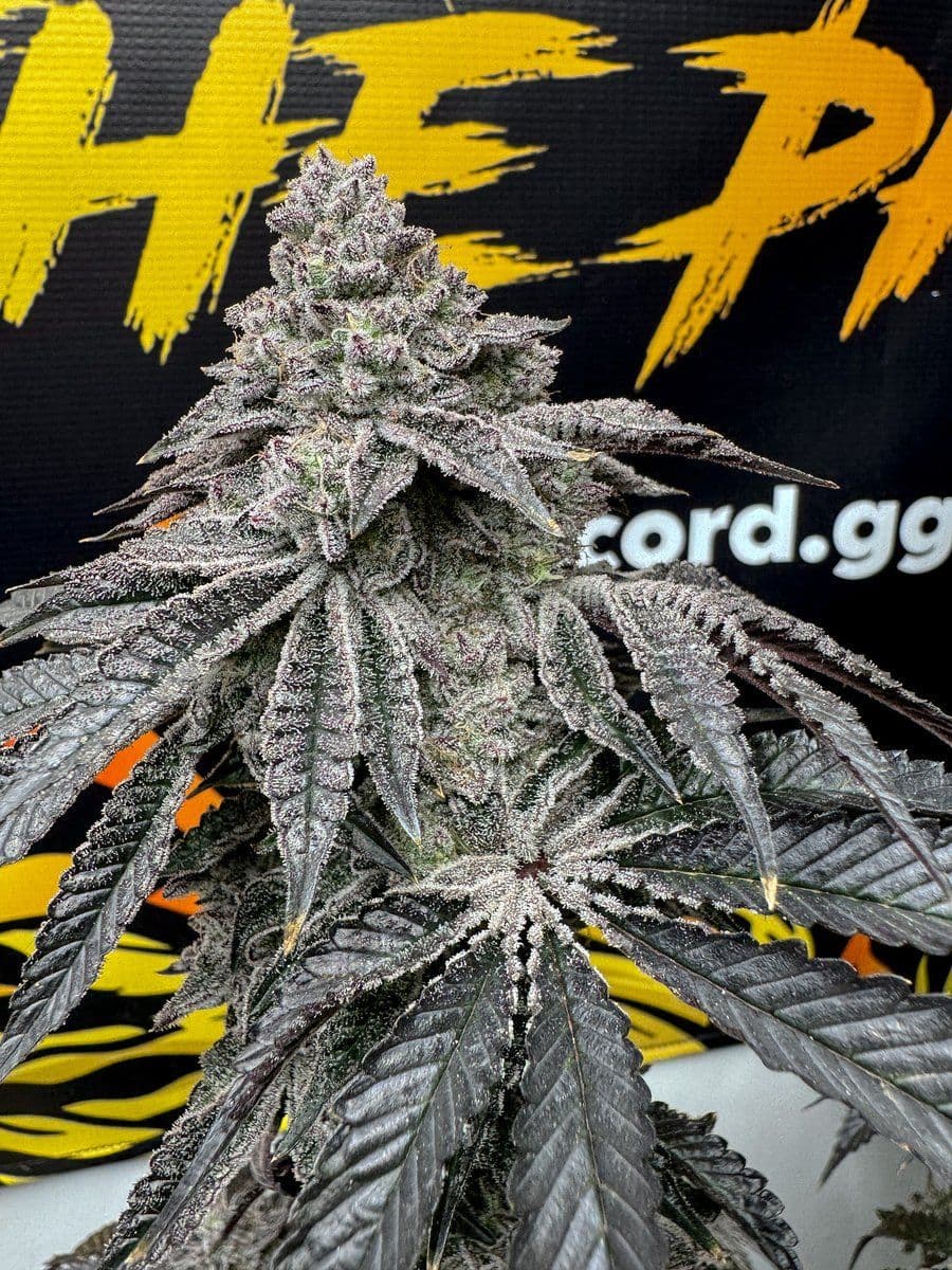 Dirty Water Feminized Seeds