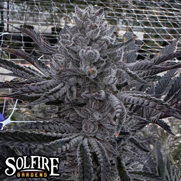 Butter Balm Feminized Seeds