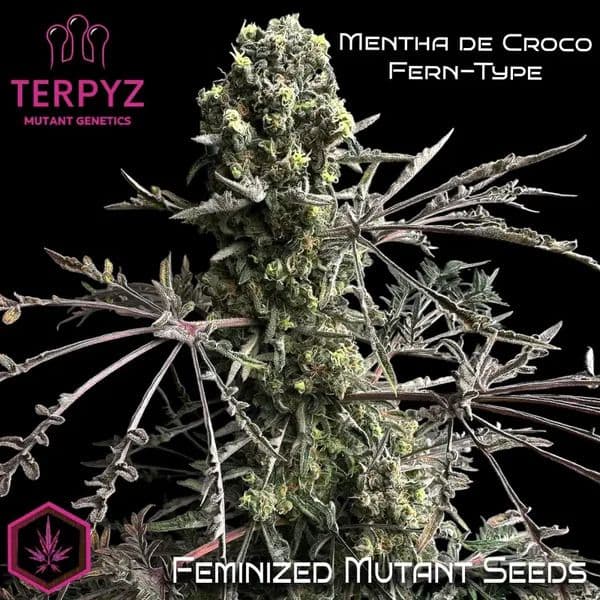 Mentha de Croco Fern BX1 F2 Feminized Seeds