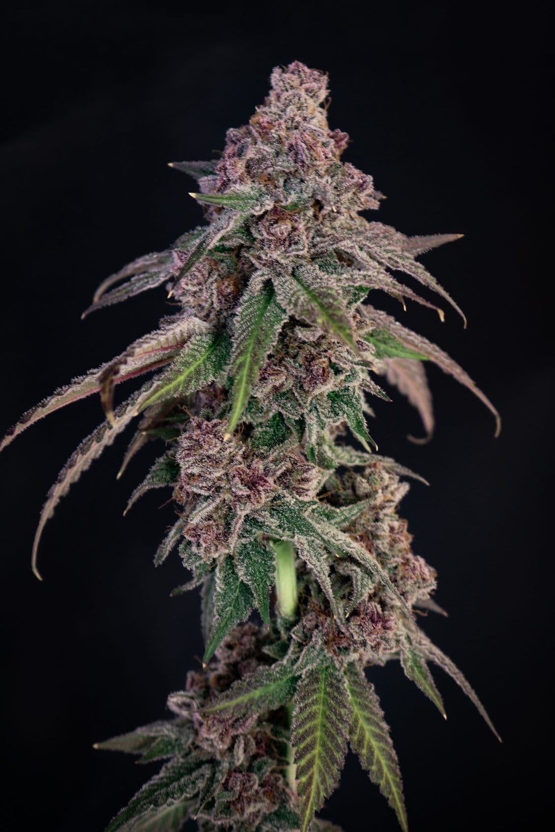 Louisiana Pine Feminized Seeds