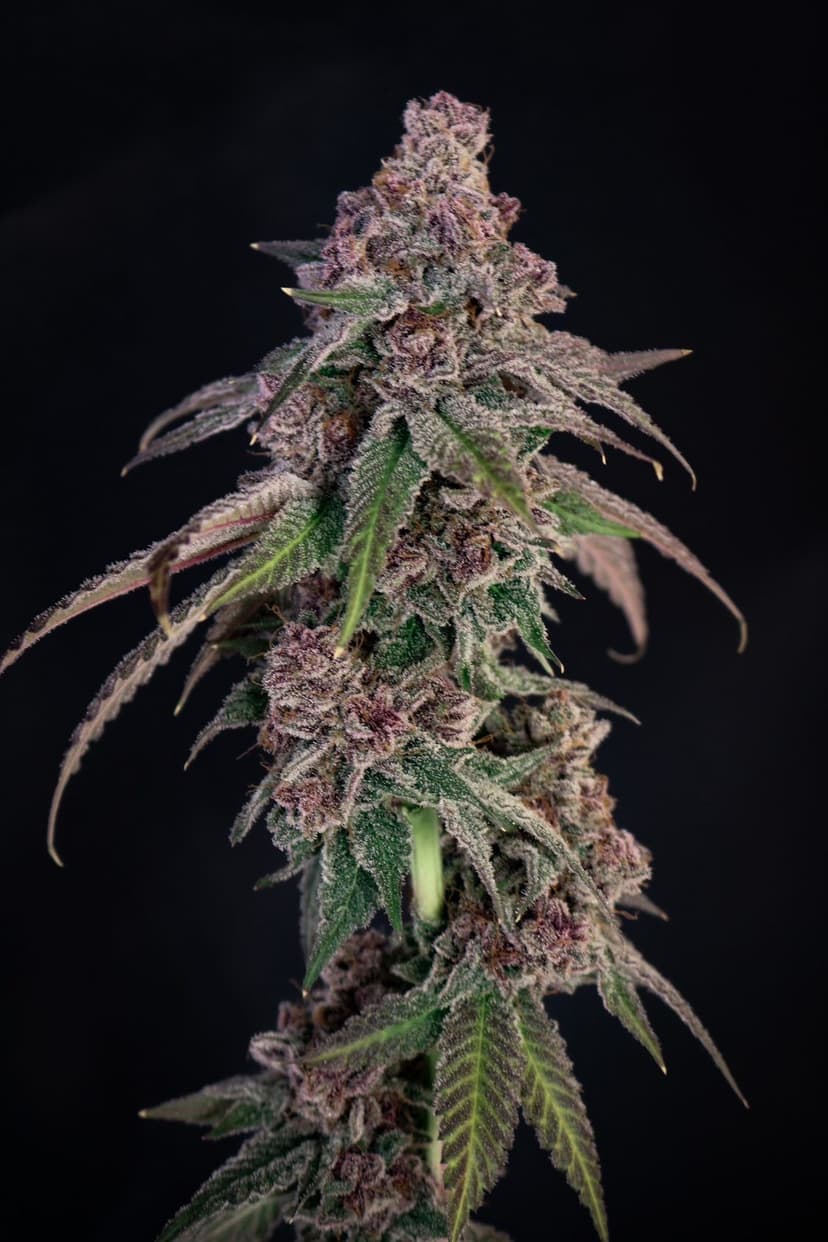 Louisiana Pine Feminized Seeds