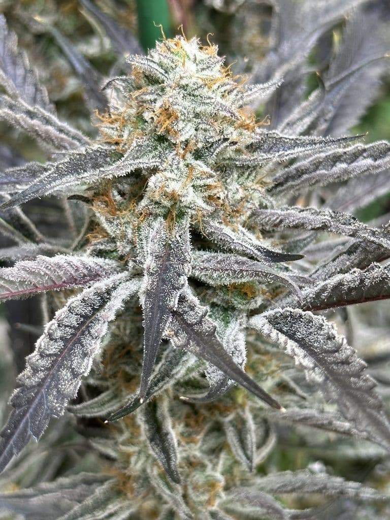 Strawberry Cadillac Feminized Seeds