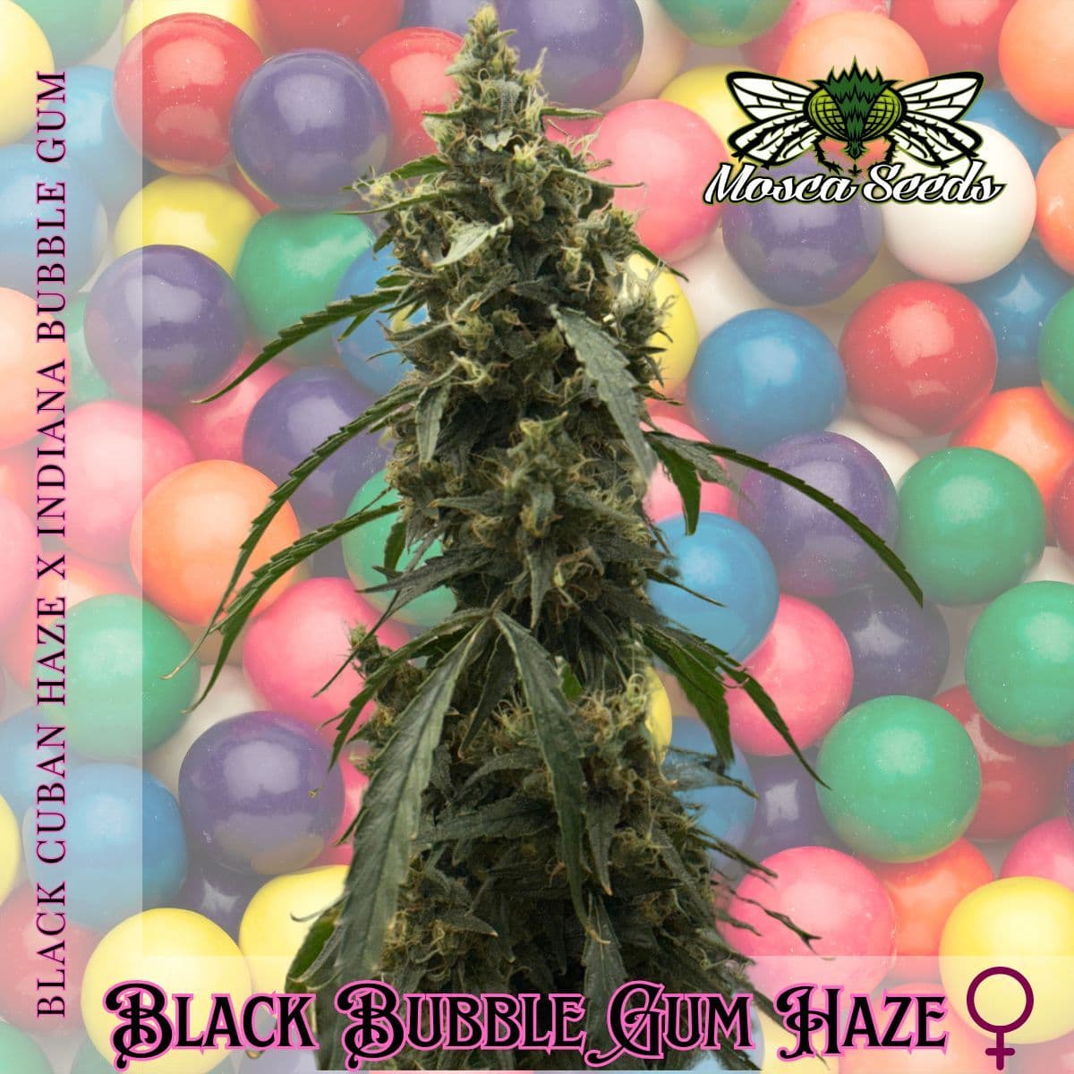 Black BubbleGum Haze Feminized Seeds