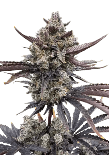 Banana Purple Punch RF3 Auto Feminized Seeds