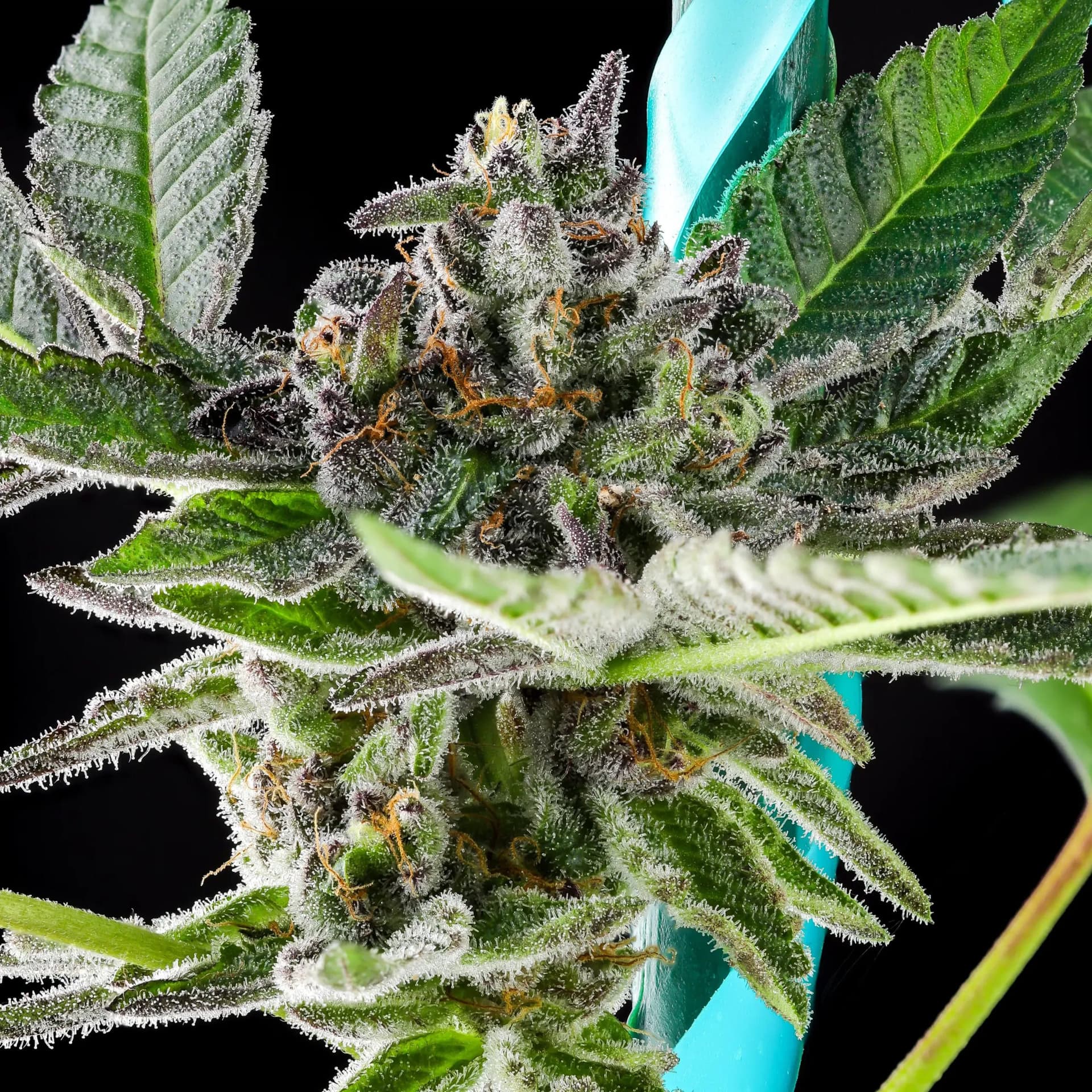 Grand Peanut Butter Payton Feminized