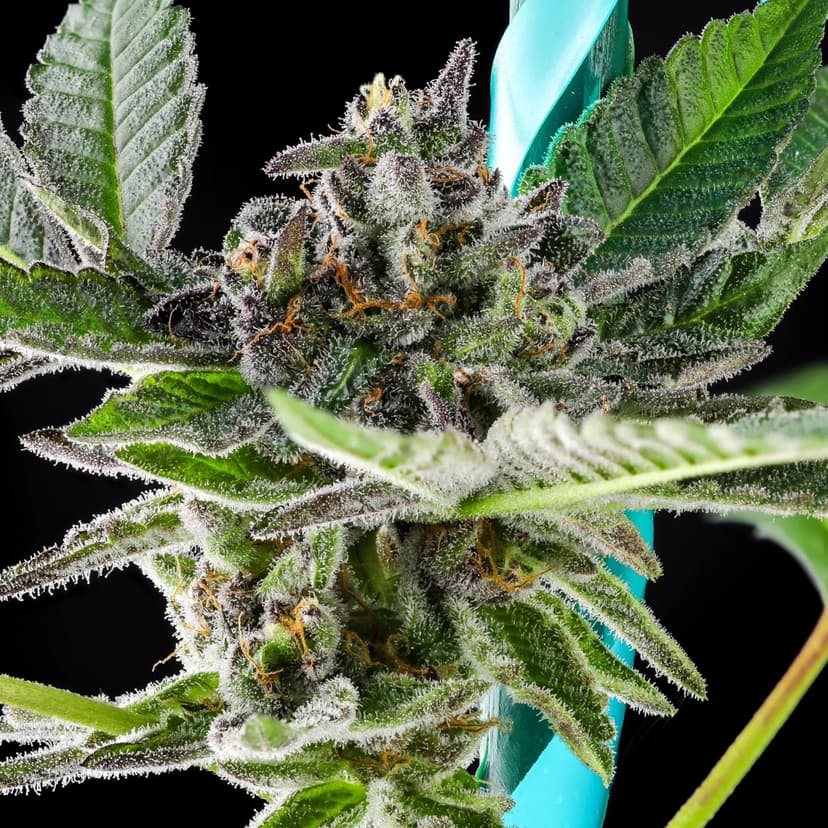 Grand Peanut Butter Payton Feminized