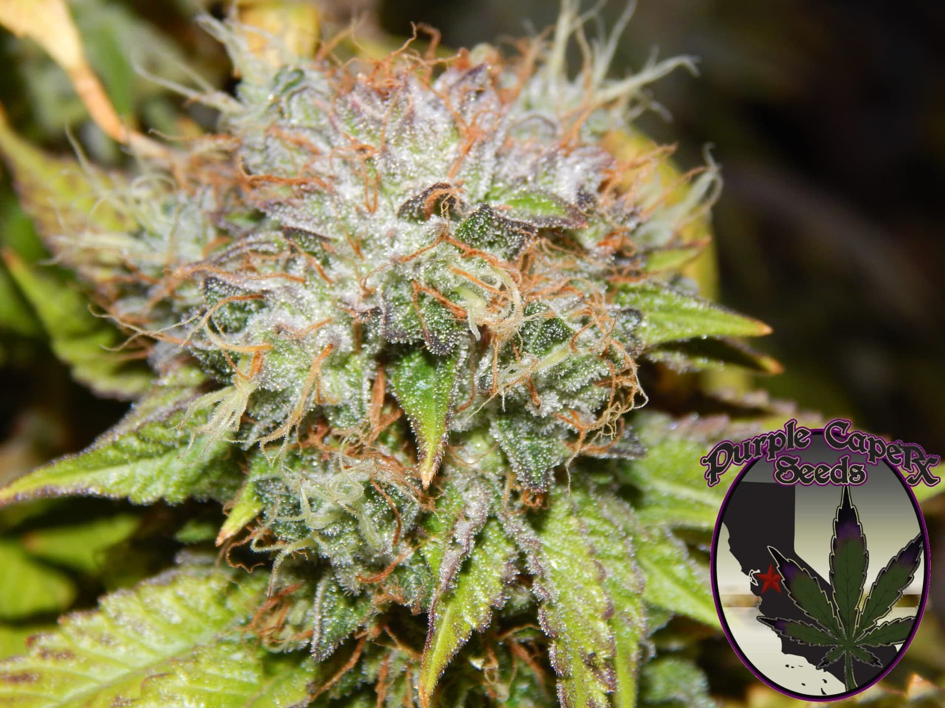 Birthday Cake Feminized Seeds
