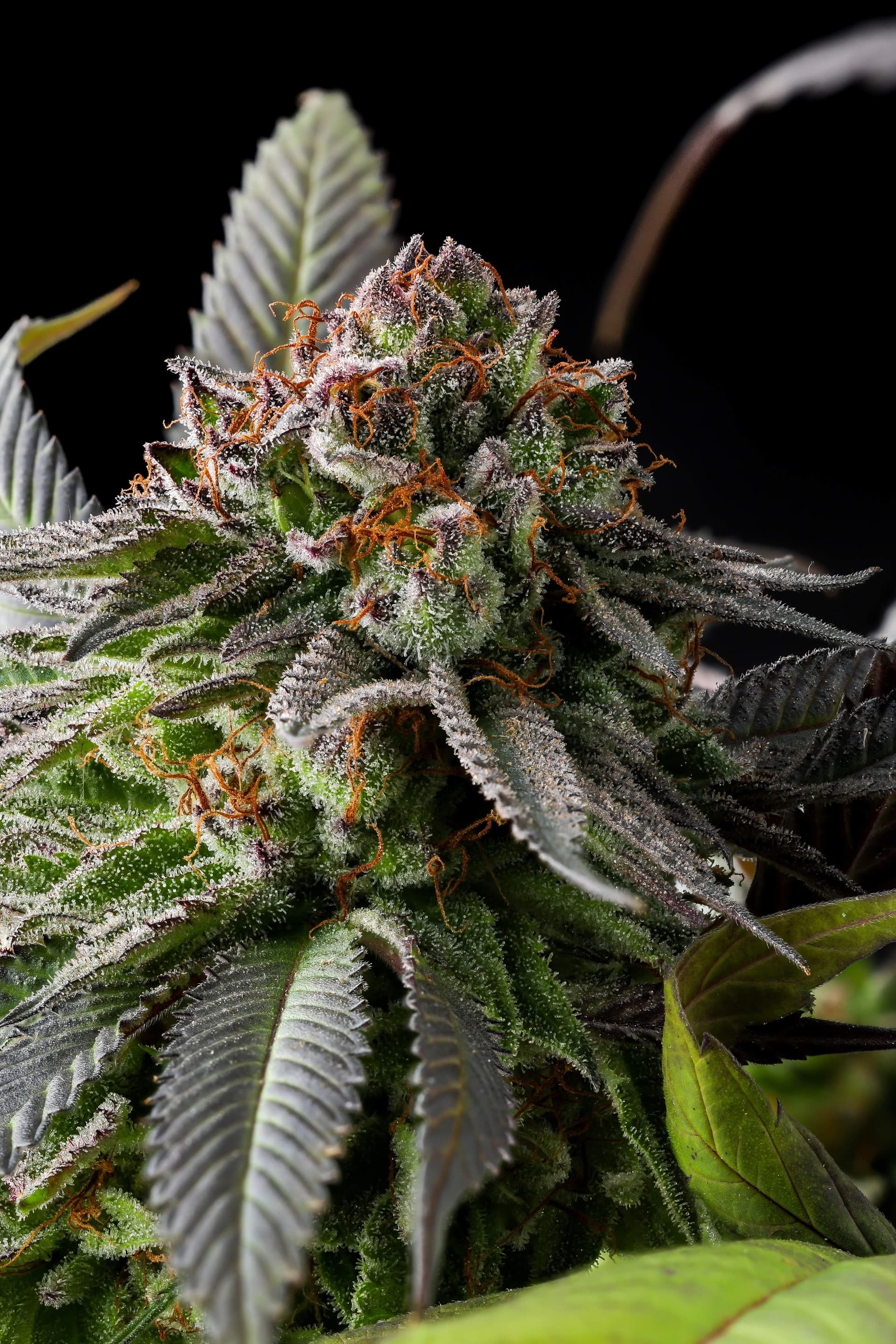 Runtz Cake Auto Feminized Seeds