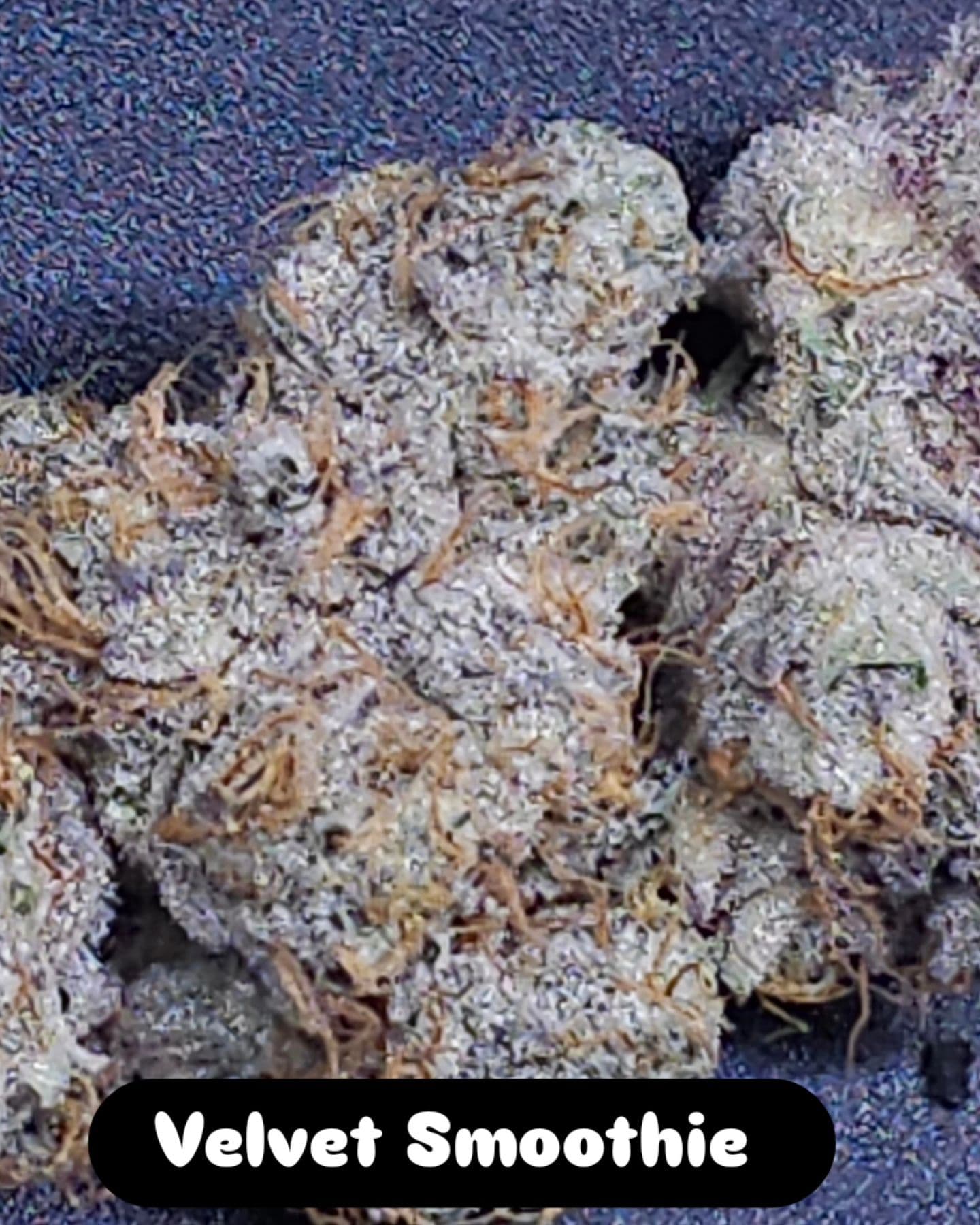 Velvet Smoothie Feminized Seeds