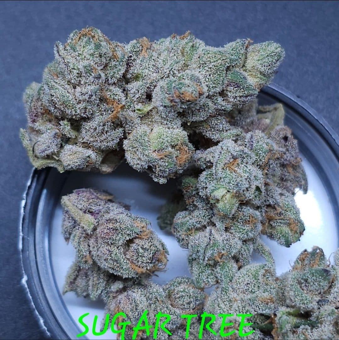 Sugar Tree Feminized Seeds
