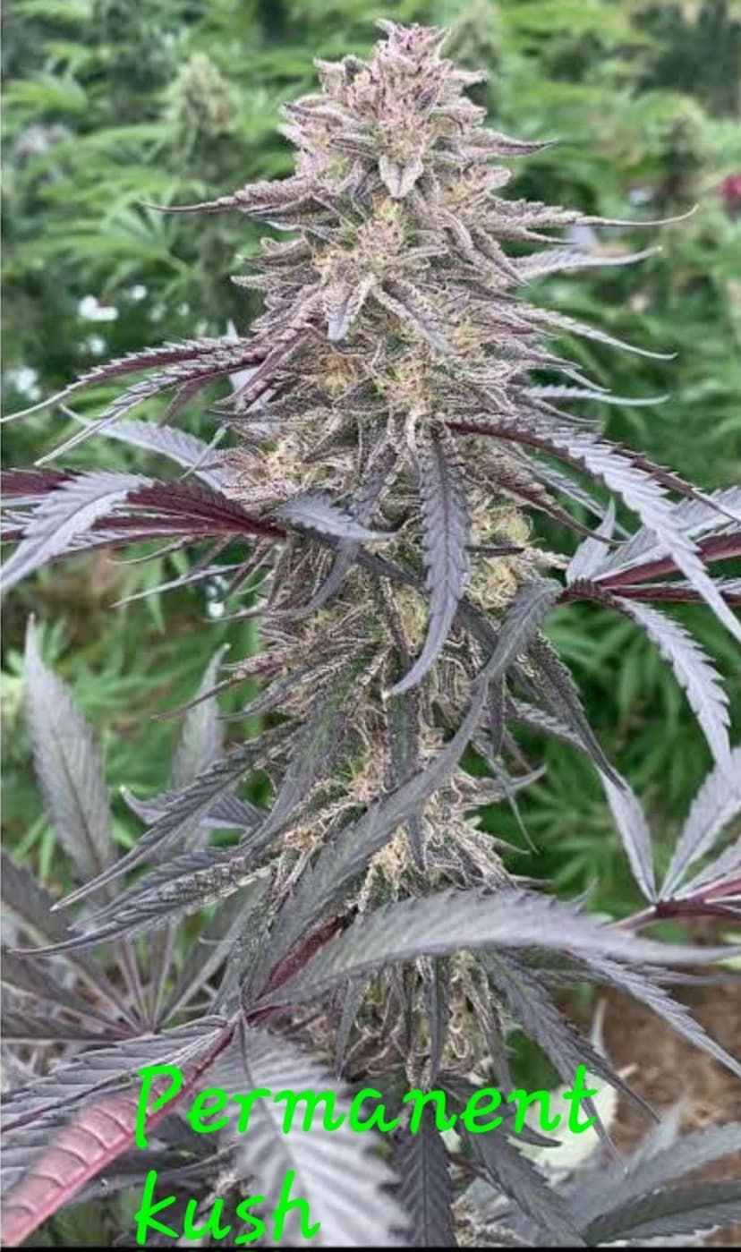 Permanent Kush Feminized Seeds