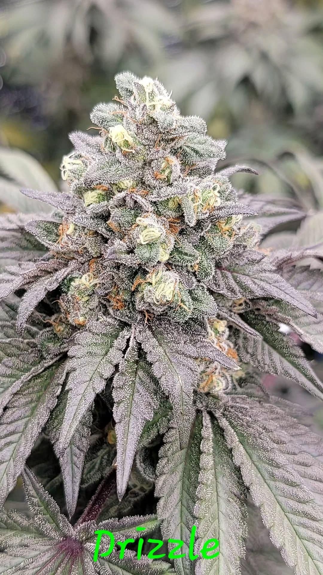 Drizzle Feminized Seeds