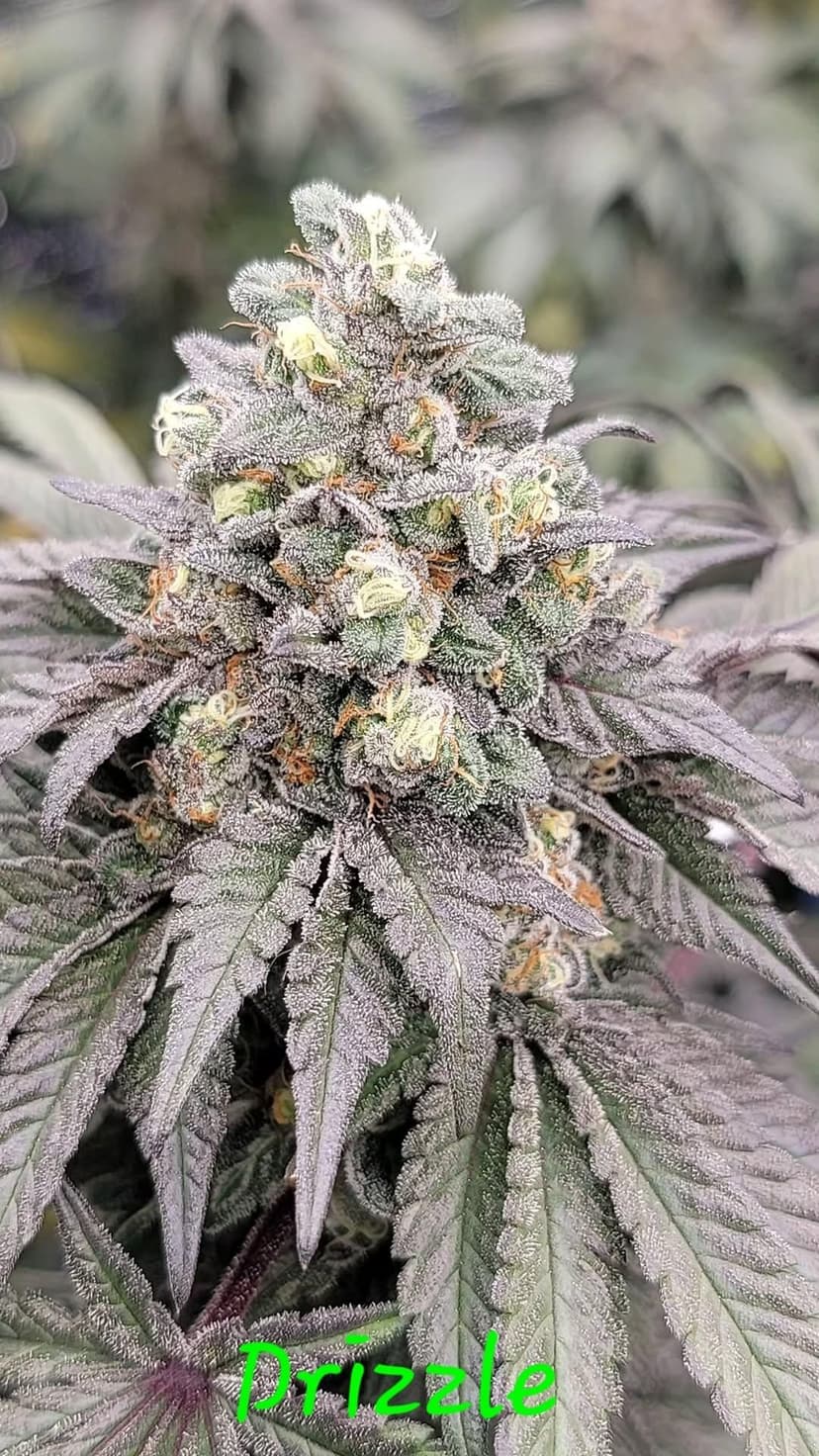 Drizzle Feminized Seeds
