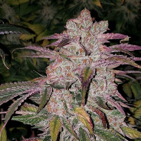 Purple Thai RBX1 Auto Feminized Seeds