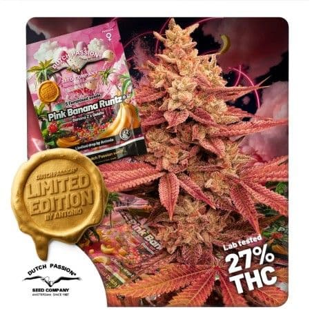 Pink Banana Runtz Ltd Edition Feminized Seeds