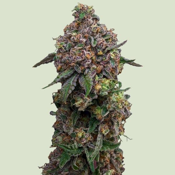 Cosmic Cheddar F1 Feminized Seeds