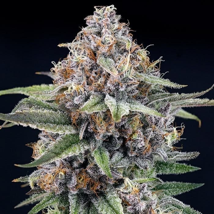 EyeBallz Feminized Seeds