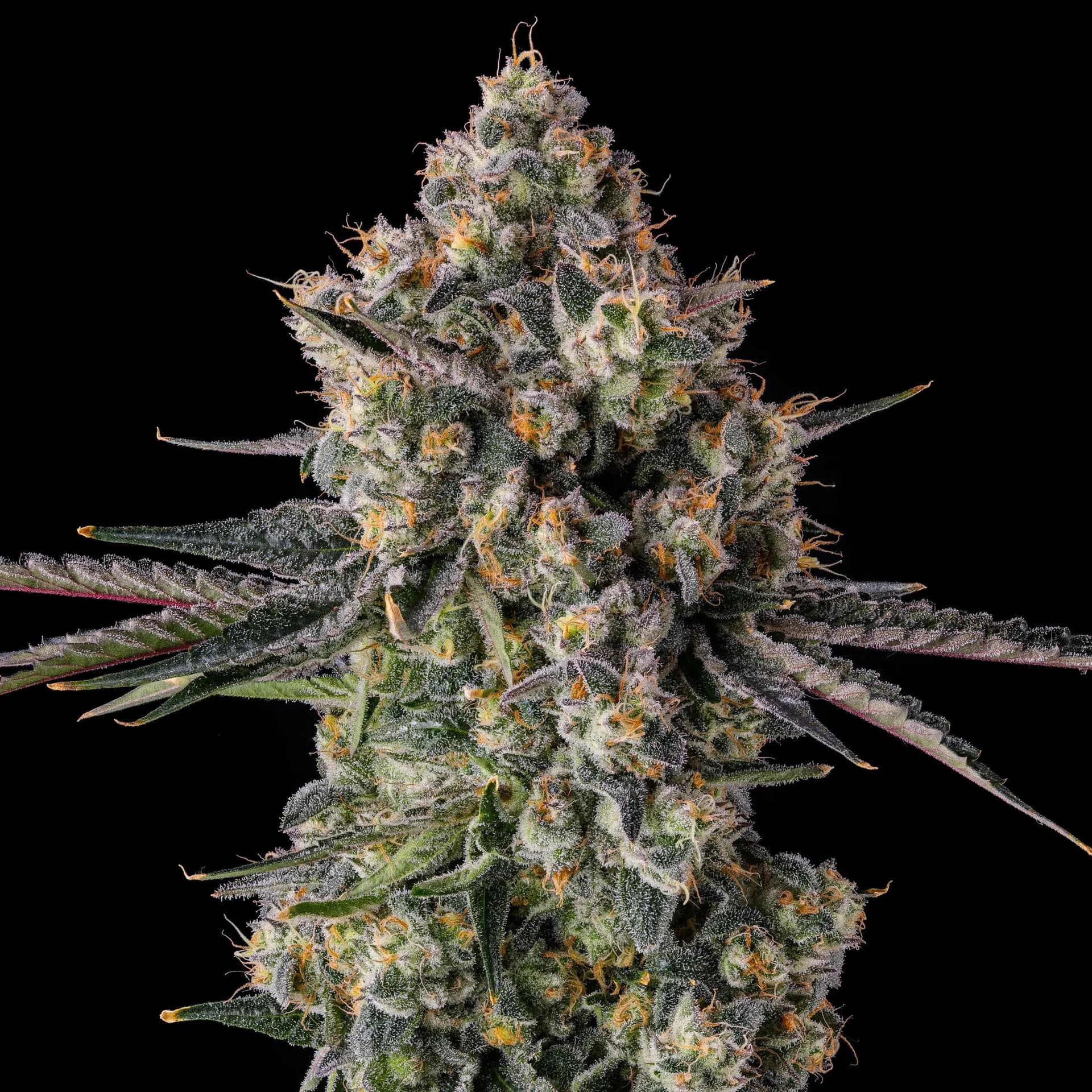 Zhampagne Feminized Seeds