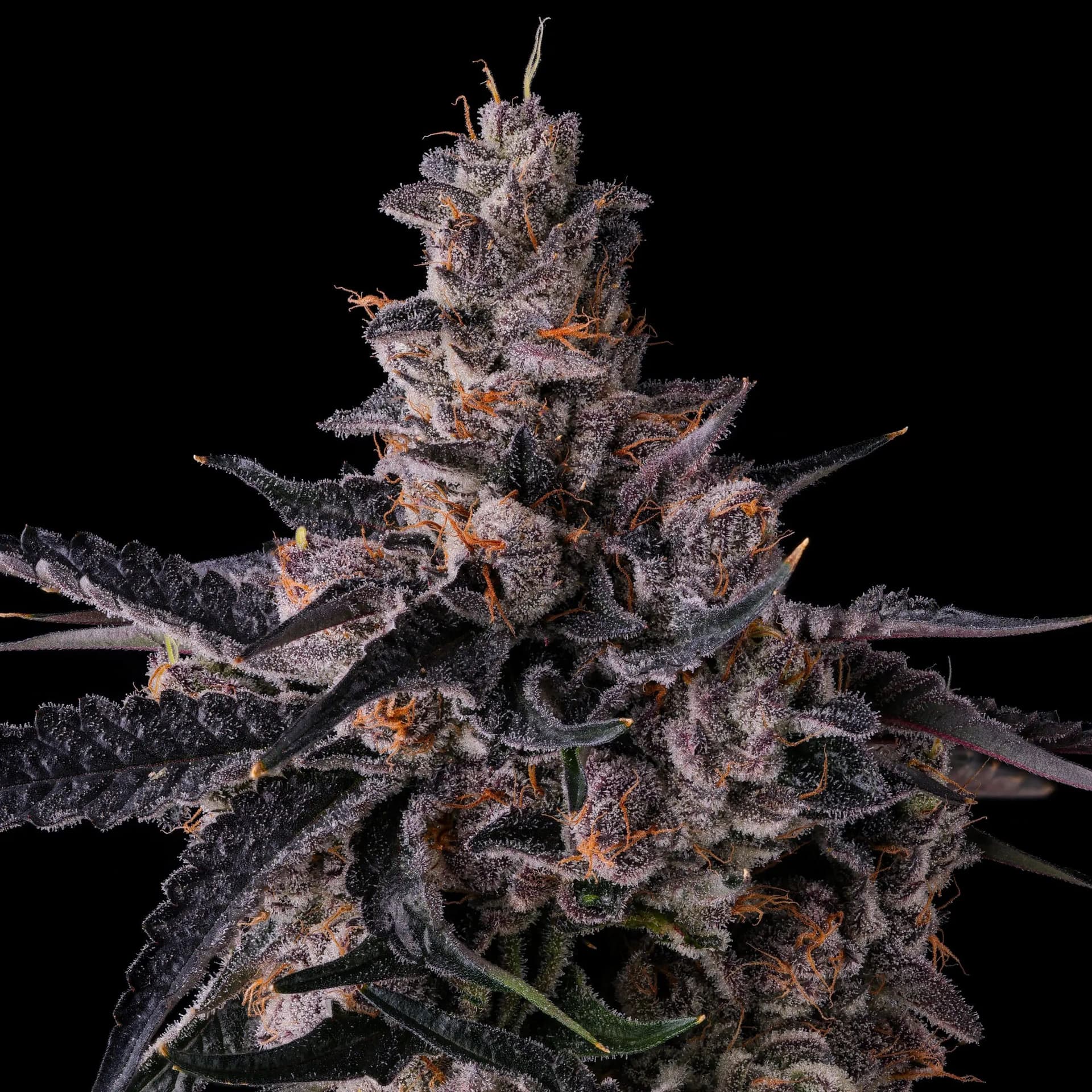 Lemon Cherry Pavé Feminized Seeds - 3