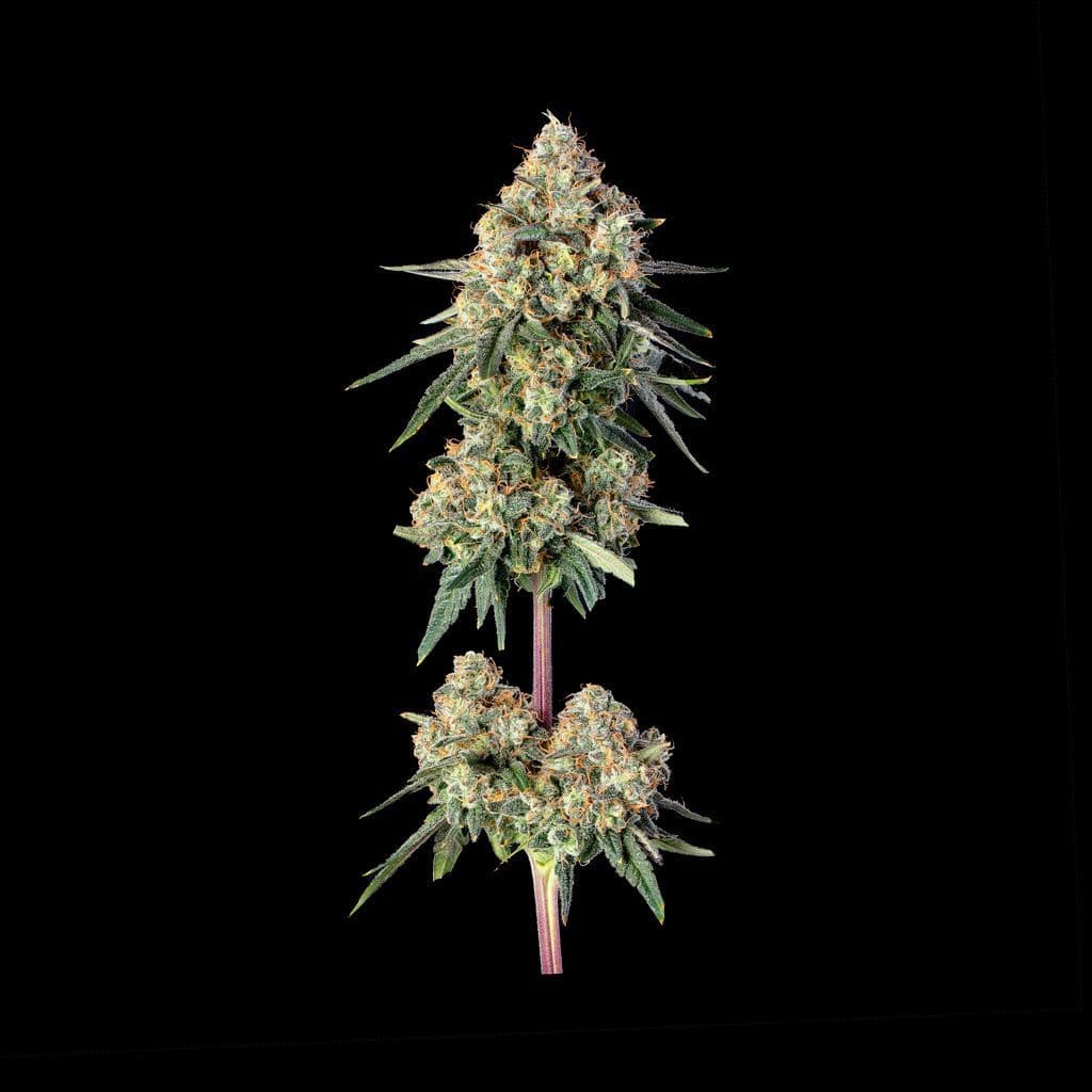 Permanent Haze Feminized Seeds