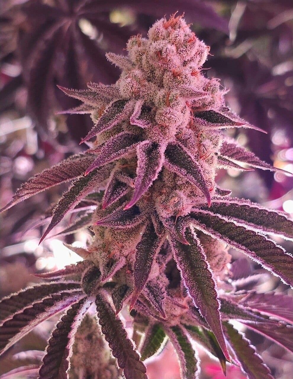 Platinum Dosha Feminized Seeds