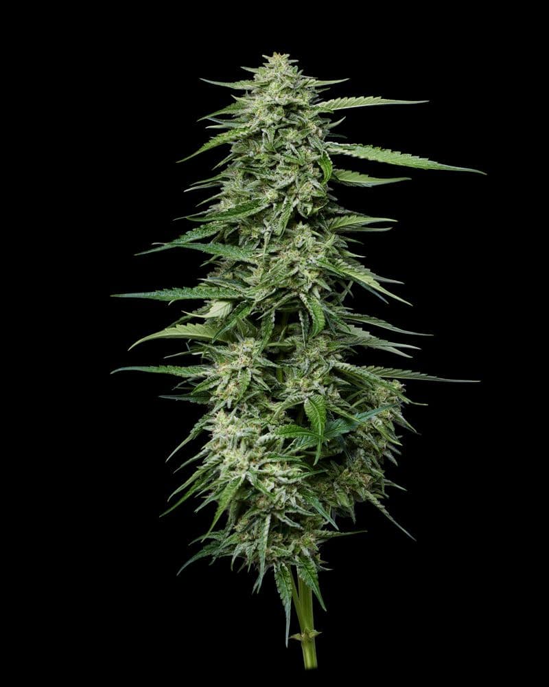 Blueberry Honey Feminized Seeds
