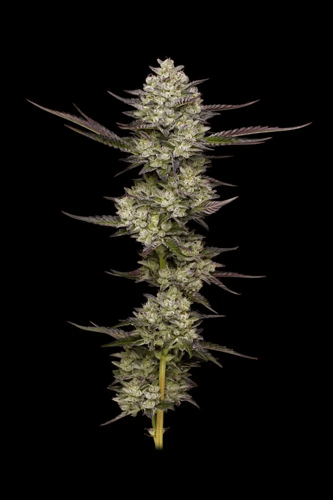 Puff Pastry Feminized Seeds
