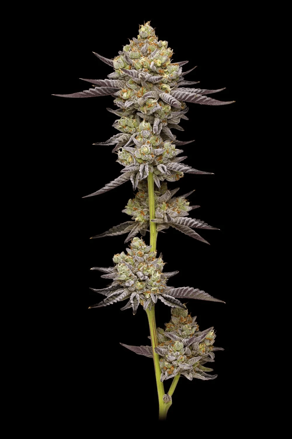 Hyper Za Feminized Seeds